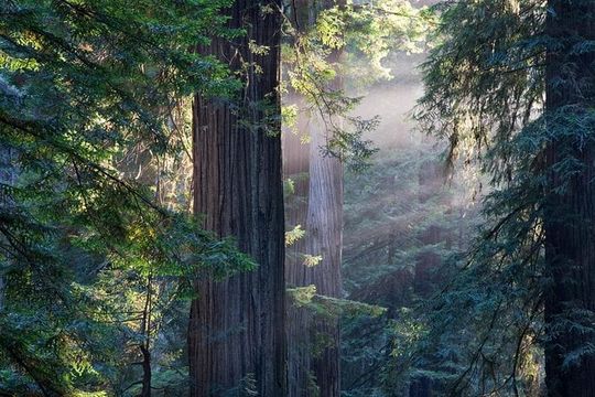 Mix & Save: Muir Woods and Sausalito + Escape From the Rock Cruise