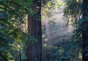 Mix & Save: Muir Woods and Sausalito + Escape From the Rock Cruise