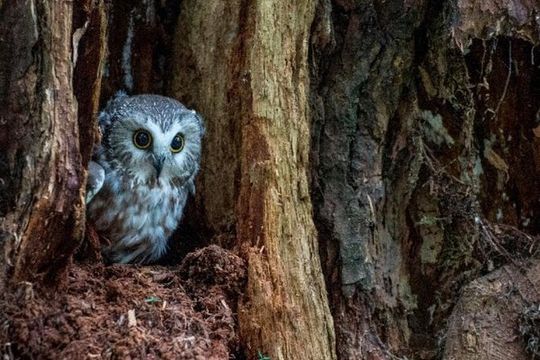 Sitka Shore Excursion: Bears, Raptor Center, & Totem Park Tour (Small Group)