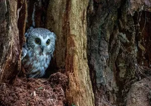 Sitka Shore Excursion: Bears, Raptor Center, & Totem Park Tour (Small Group)