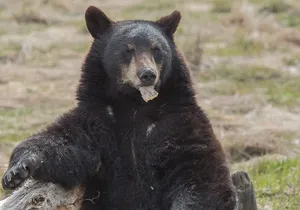 Alaska Wildlife Day Tour with Free Hotel Pickup