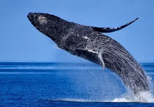 Late-Morning Whale Watch from Kawaihae