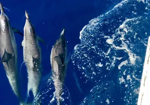 Maui Snorkeling Boat Tour to Turtle Town Aboard Quicksilver