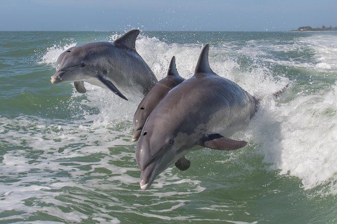 PRIVATE Eco Boat Trip out of Naples Bay, FL, island stop incl.