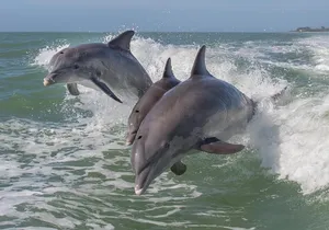 PRIVATE Eco Boat Trip out of Naples Bay, FL , island stop incl.