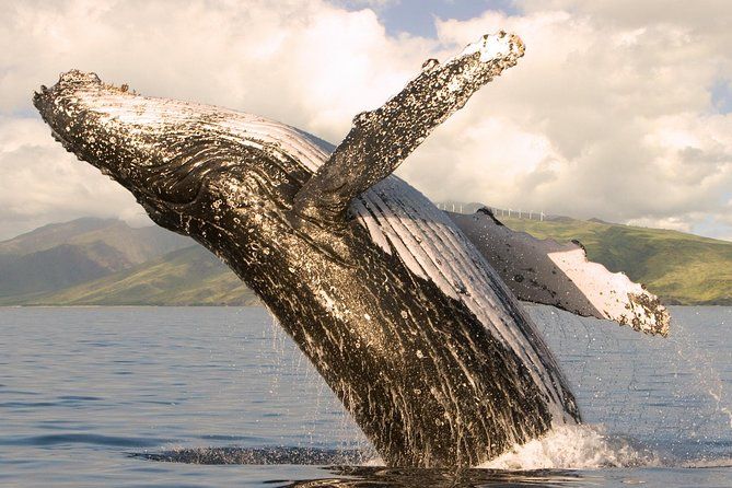 Deluxe Whale Watching Sail on Maui