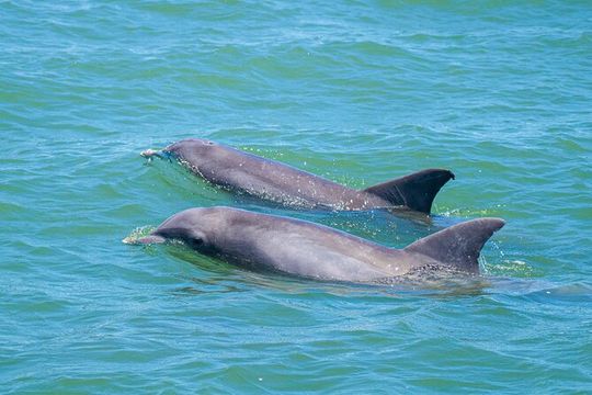 Dolphin and Wildlife Adventure of St. Augustine