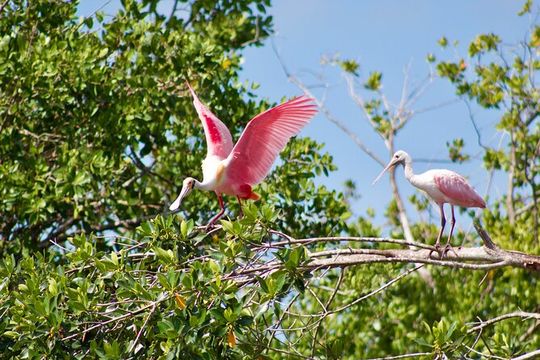 Manatees and Mangrove Tunnels Small Group Kayak Tour