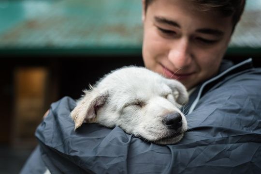 Wilderness Dog Sled Ride and Tour in Seward