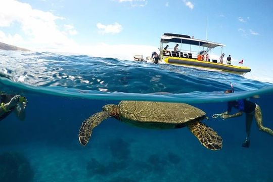 Ultimate 4 Hour Lanai Snorkel and Dolphin Encounter