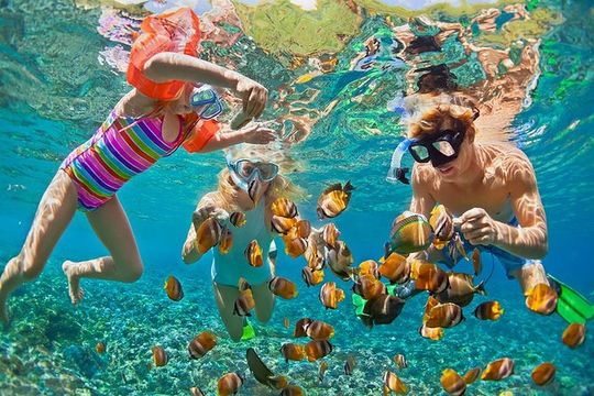 Oahu's Ultimate Tour: Dole, Turtle Snorkel, Pali Lookout & More