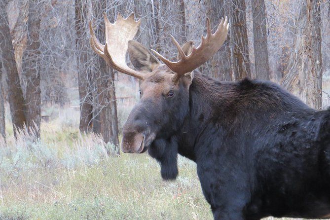 Grand Teton National Park - Sunrise Tour from Jackson Hole