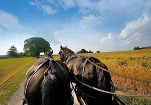 Philadelphia and Amish Country, 1-Day Tour from NYC