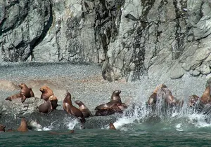 Columbia Glacier Cruise from Valdez
