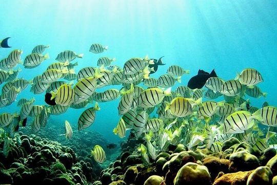 Beach Snorkel - Sea Turtle and Black Sand Lagoon