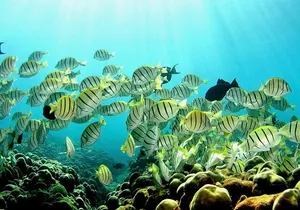 Beach Snorkel - Sea Turtle and Black Sand Lagoon