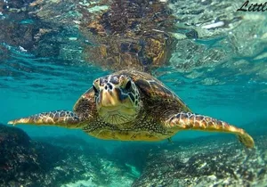 Hawaiian Outrigger Canoe Cultural and Turtle Tour
