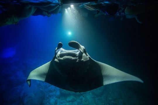 Night Manta Ray Experience