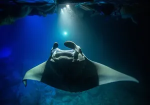 Night Manta Ray Experience