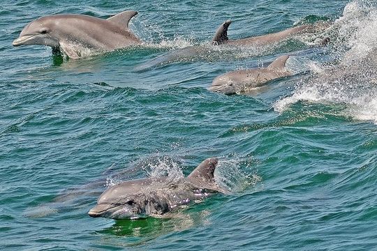 Whale and Dolphin Watching Cruise from Cape May