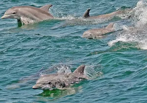 Whale and Dolphin Watching Cruise from Cape May