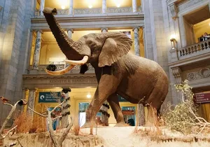 Smithsonian Museum of Natural History Small Group Tour: 8ppl Max