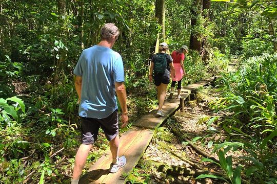 Oahu Volcanic Rainforest Hiking Adventure