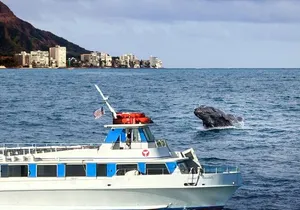 2-Hour Oahu Whale Watch from Ala Wai Harbor, Waikiki