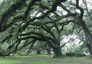 New Orleans City and Cemetery 2-Hour Bus Tour
