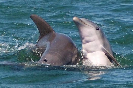 Key West Shark and Wildlife Catamaran Tour