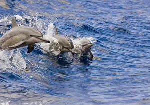 Waikoloa Whale Watch
