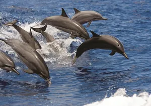 West Oahu Afternoon Turtle Snorkel Sail