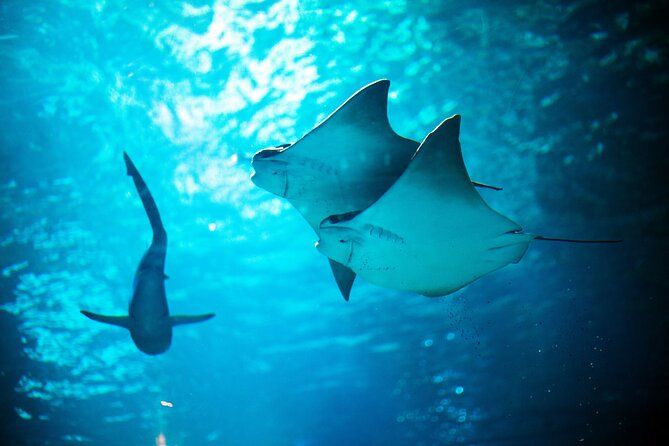 SEA LIFE Michigan Aquarium Admission Ticket
