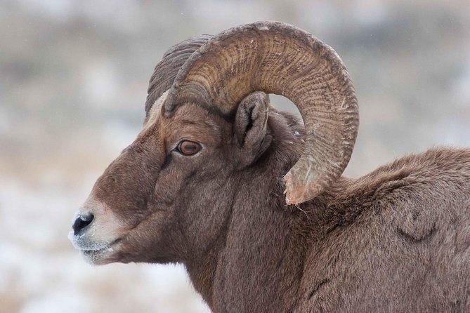 Half-Day Grand Teton Wildlife Private Safari Tour