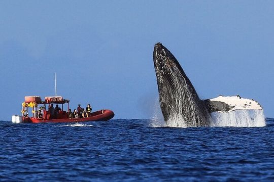 Maui: Guaranteed Whale-Watching Tour by Raft from Kihei