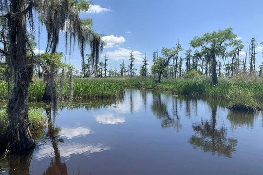 New Orleans Small-Group Airboat Swamp Tour