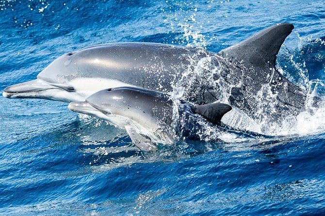 Newport Beach Whale and Dolphin Watching Cruise