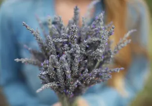 Maui Tour : Iao Valley, Hawaiian Distillery and Lavender Farm Tour