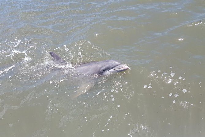 2-Hour Private Hilton Head Afternoon Dolphin Watching Sail