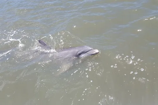 2-Hour Private Hilton Head Afternoon Dolphin Watching Sail