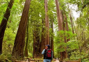 Redwoods of Marin and Mt. Tamalpais Walking Tour with Local Guide