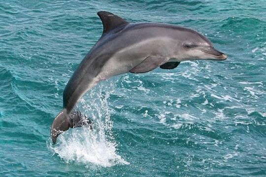 West Oahu Deluxe Whale Watching Sail
