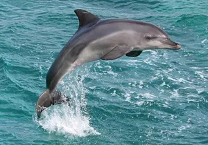 West Oahu Deluxe Whale Watching Sail