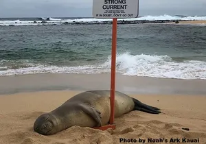 Kauai's Waimea Canyon and South Side Private Guided Tour