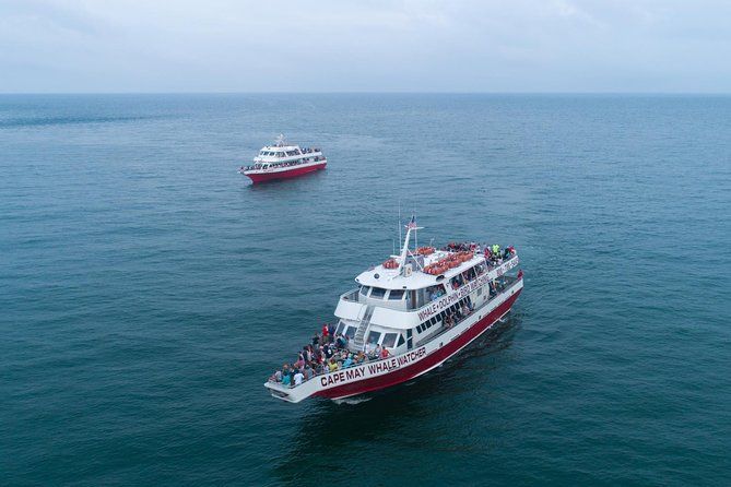 Whale and Dolphin Watching Cruise from Cape May