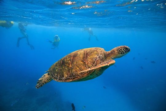 Turtle Canyon Snorkel Excursion from Waikiki, Hawaii