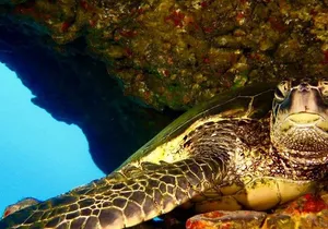 Half Day Snorkel to Lanai from Kaanapali Beach + Dolphin Search