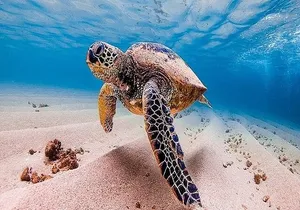 Oahu Grand Circle Island Experience Departing from Maui