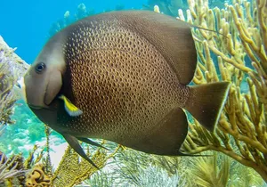 Half Day Snorkel Trip on Reefs in the Florida Keys