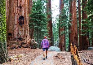 Muir Woods and Sausalito Half Day Tour